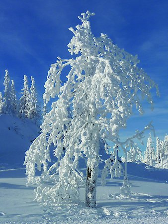 Urlaub mit Hund im Bayerischen Wald