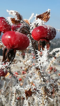 Weihnachtsgruß
