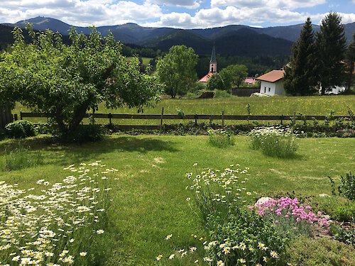 Blumenwiese im Hausgarten