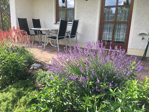 Lavendel mit Aussicht auf den Großen Arber