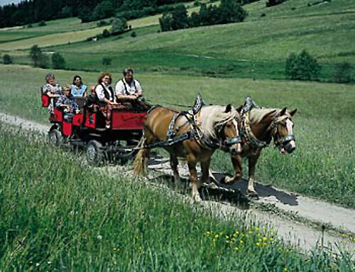 In den Sommerferien den Bayerischen Wald aktiv erleben