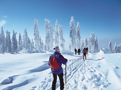 Silvesterarrangements im Bayerischen Wald