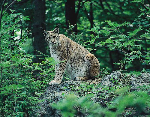 Bayerischer Wald oder Fernreise?