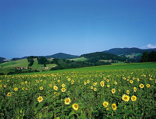 Bayerischer Wald - Viele Orte lohnen einen Besuch
