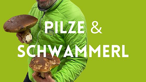 Auf was muß ich beim Pilze sammeln achten