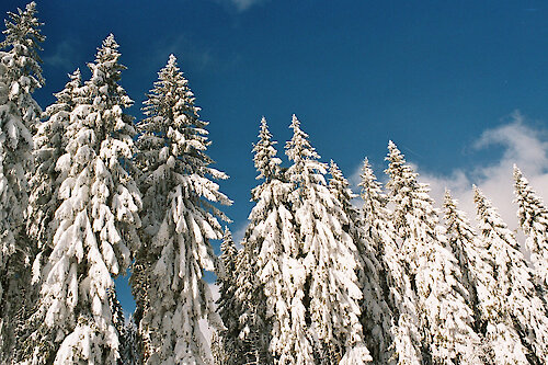 Winterzauber im Bayerischen Wald - Familienurlaub auf dem Bauernhof