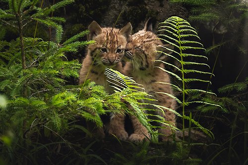 Luchse im Tierfreigehege - Nationalparkzentrum Falkenstein