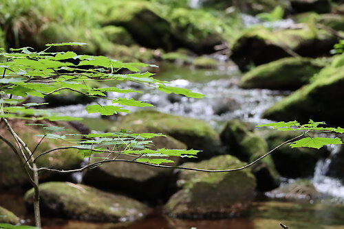Wildbach