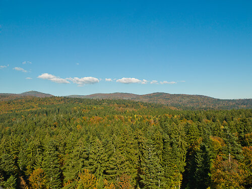 Aussicht auf den Nationalpark Bayerischer Wald vom Baumwipfelpfad im Nationalparkzentrum Lusen