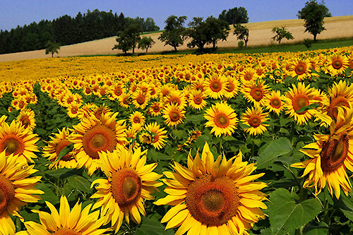 Ein Feld mit gelben Sonnenblumen vor Bäumen und einem blauen Himmel.