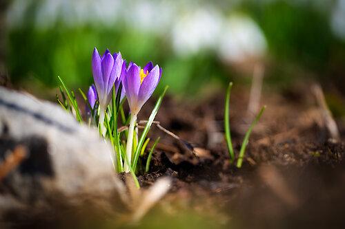 Frühlingsblumen