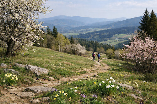 Frühling im Bayerischen Wald