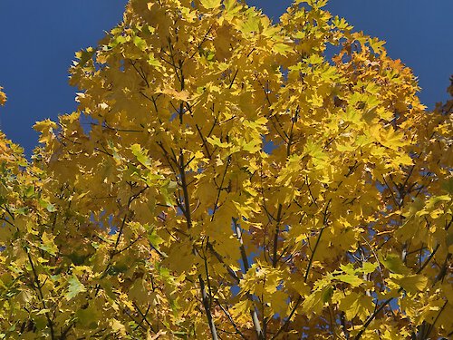 Herbst